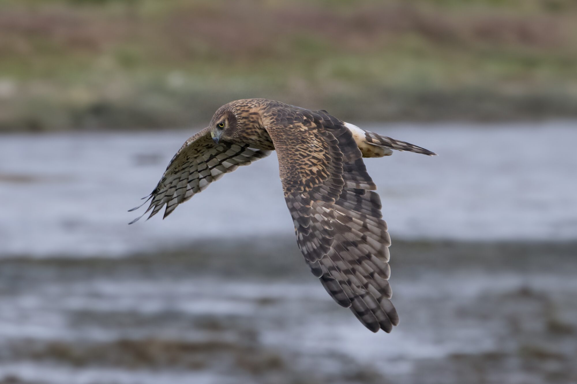 A Northern Harrier flying low at eye level. Its wings are flapping down
