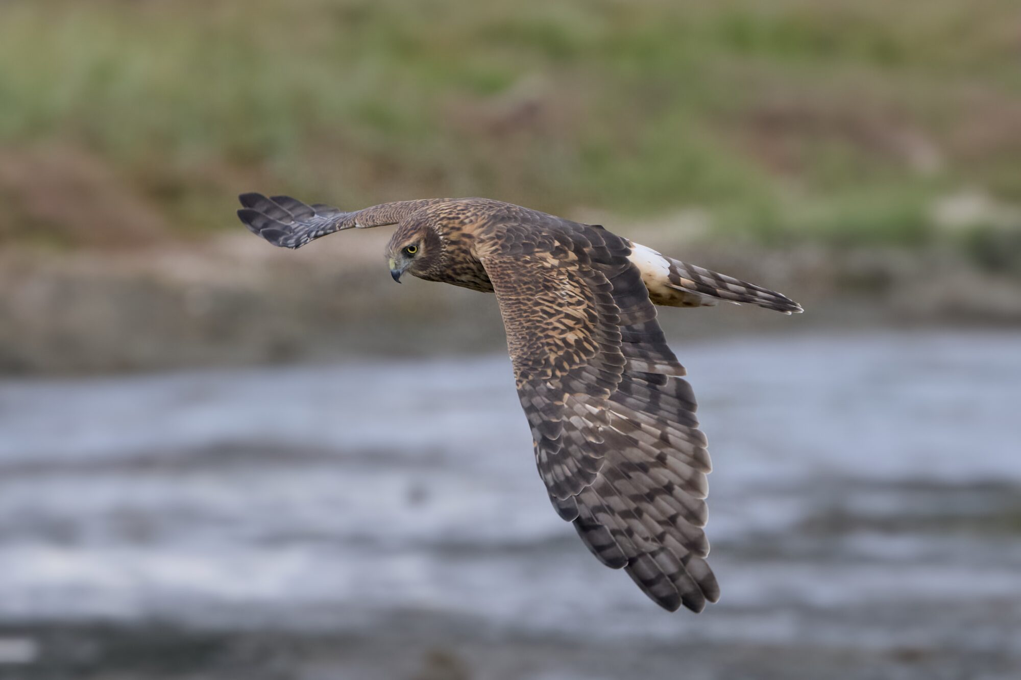 A Northern Harrier flying low at eye level. Its wings are spread horizontal