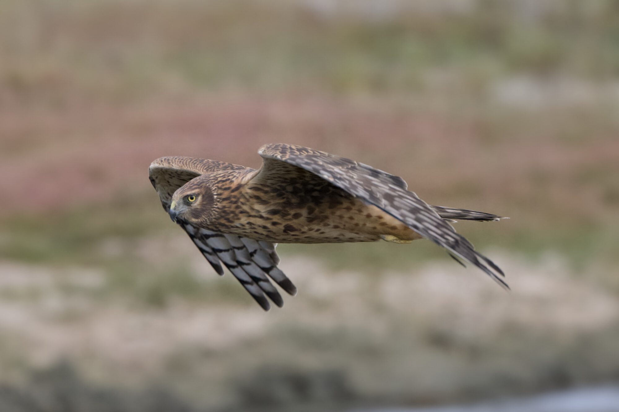 A Northern Harrier flying low at eye level.
