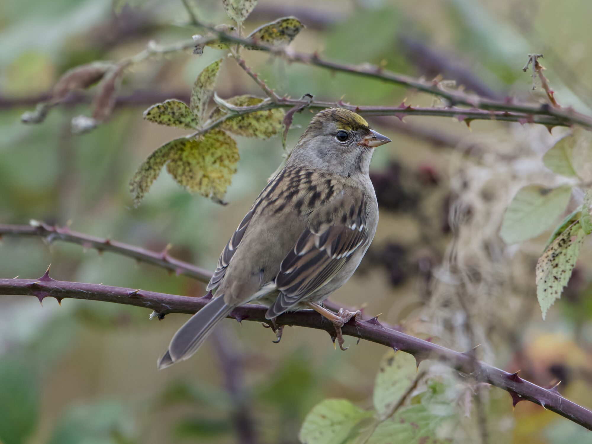 An immature Golden-crowned Sparrow perched on a thorny branch