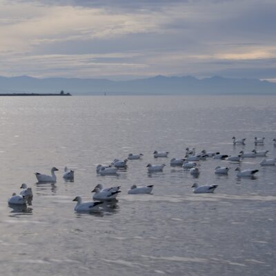 A gaggle of Snow Geese floating in the late afternoon light