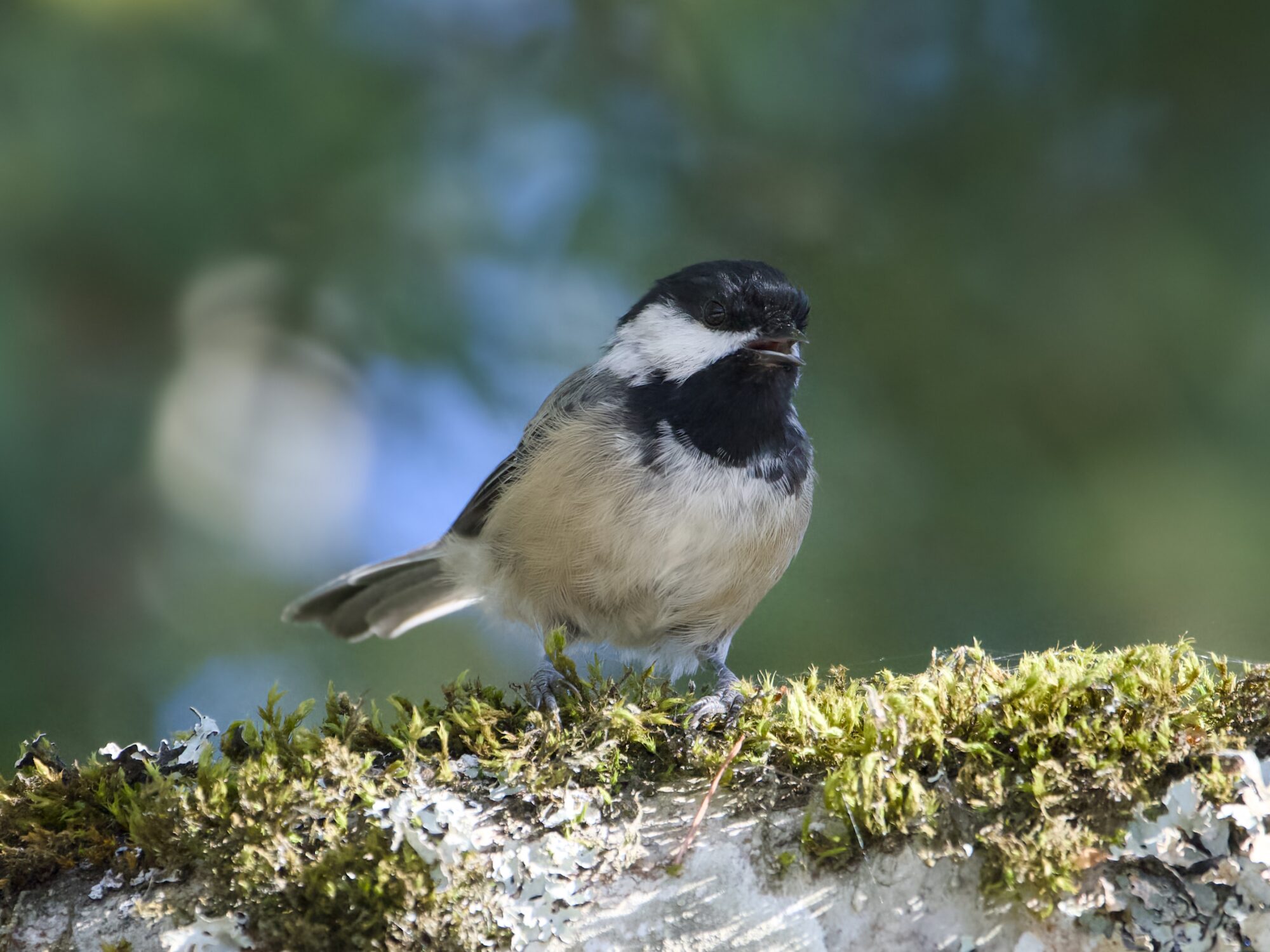 A Black-capped Chickadee on a moss-covered branch, partly in the shade. Its beak is slightly open