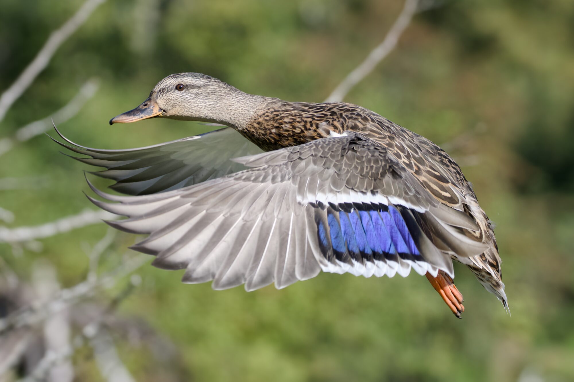 A female mallard in flight, at about eye level and seen in profile. Her wings are swept forward, giving a clear view of her left speculum which is a lovely indigo blue.