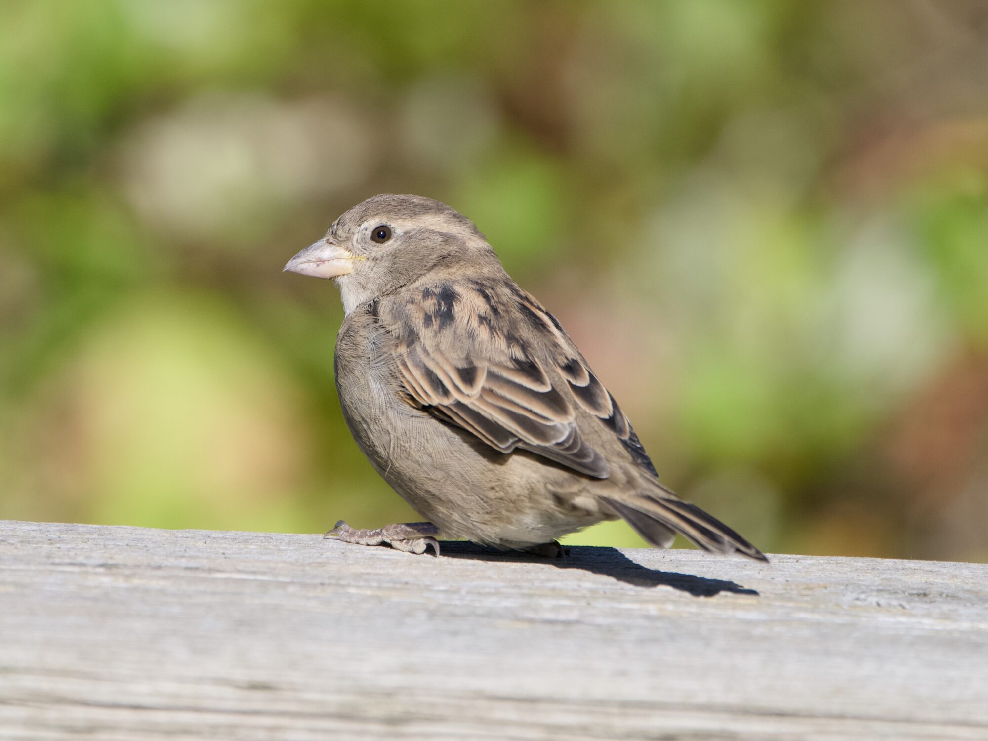 A female House Sparrow on a wooden fence. She is partly facing away from us, but her head is turned to face camera left