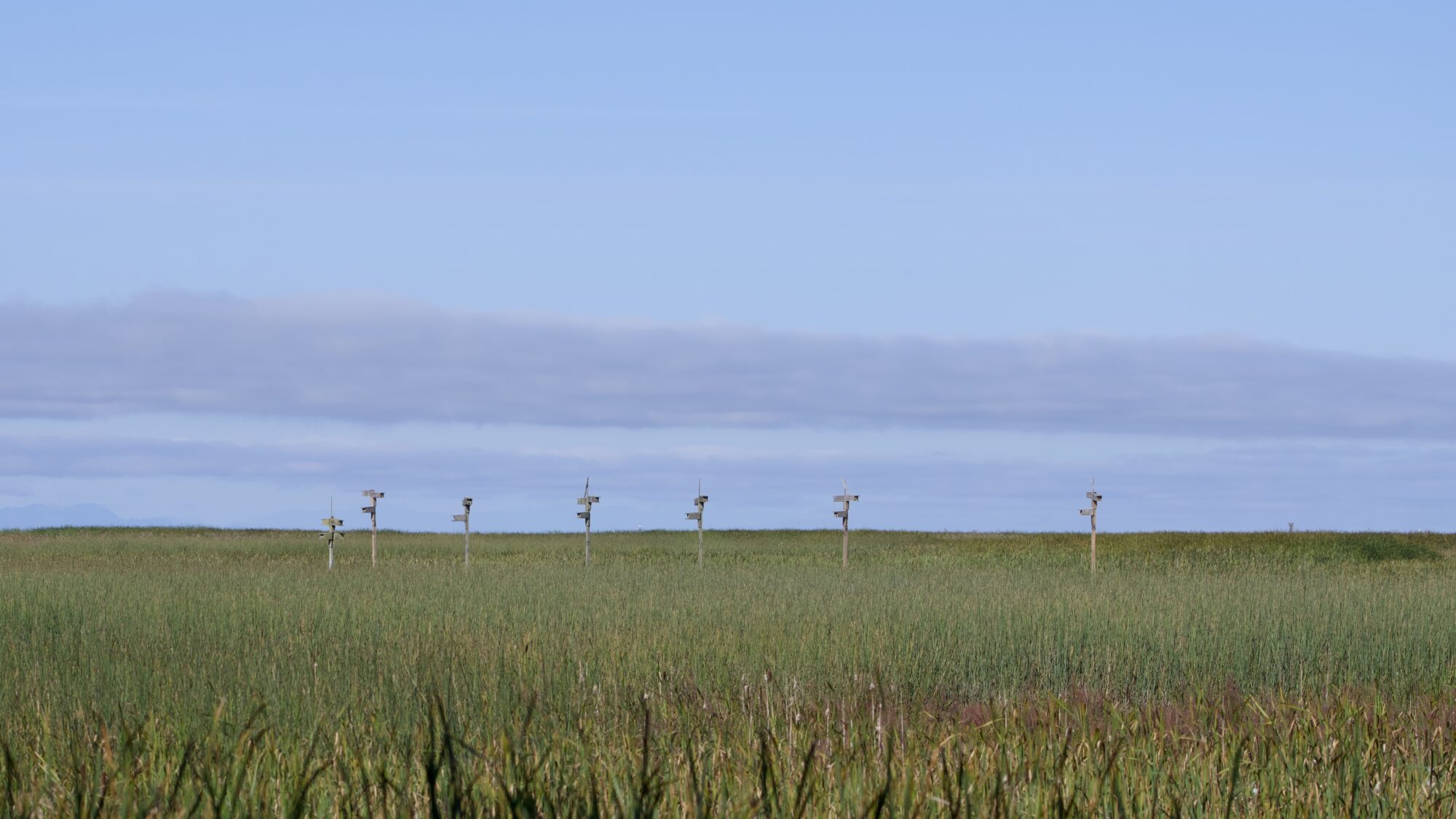 Wide shot of several Purple Martin nest condos out on the marshes