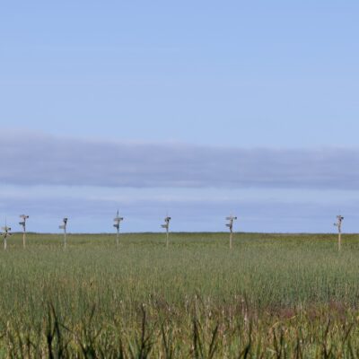 Wide shot of several Purple Martin nest condos out on the marshes