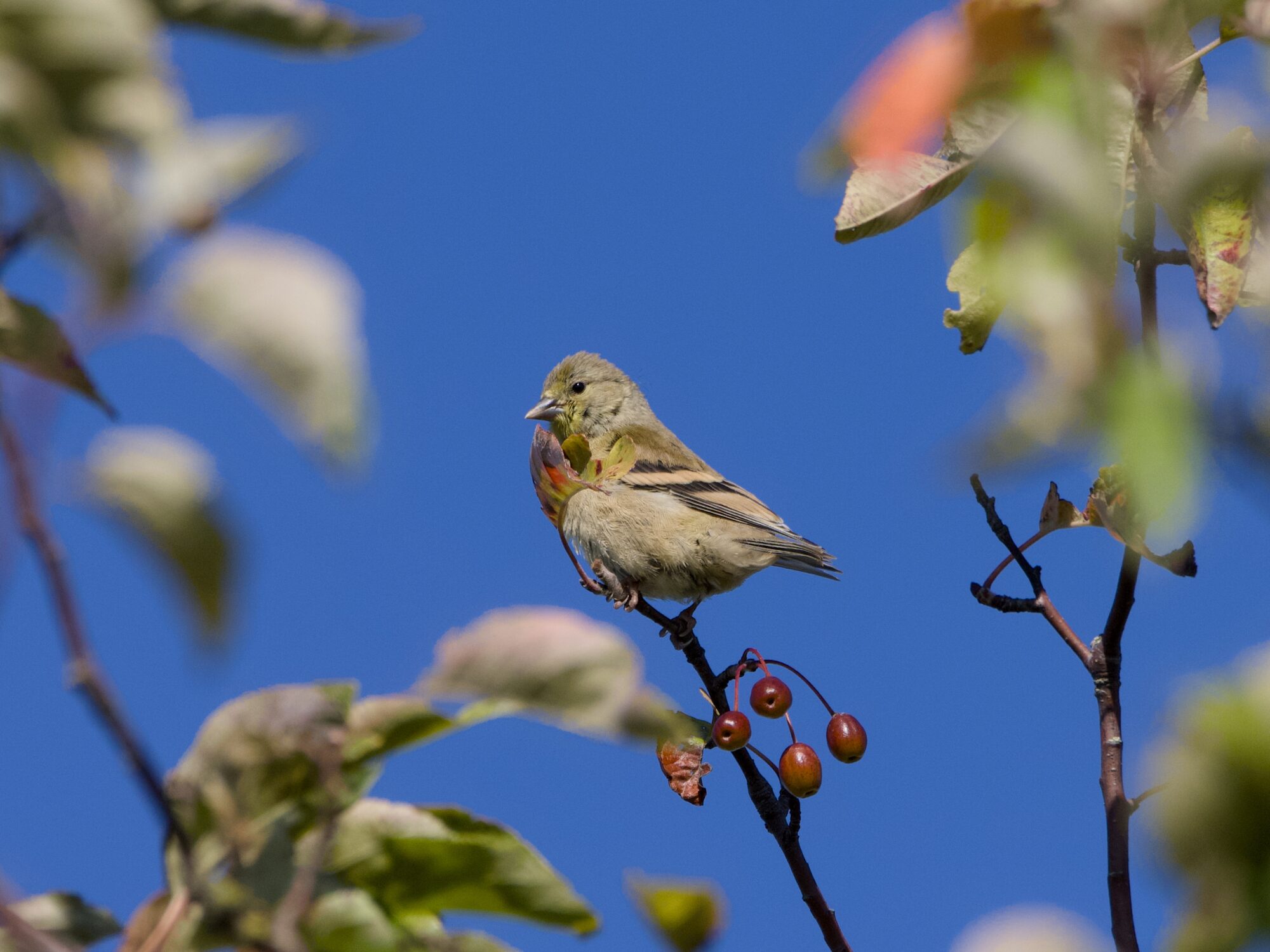 A female or immature American Goldfinch up in a tree, against a solid blue sky