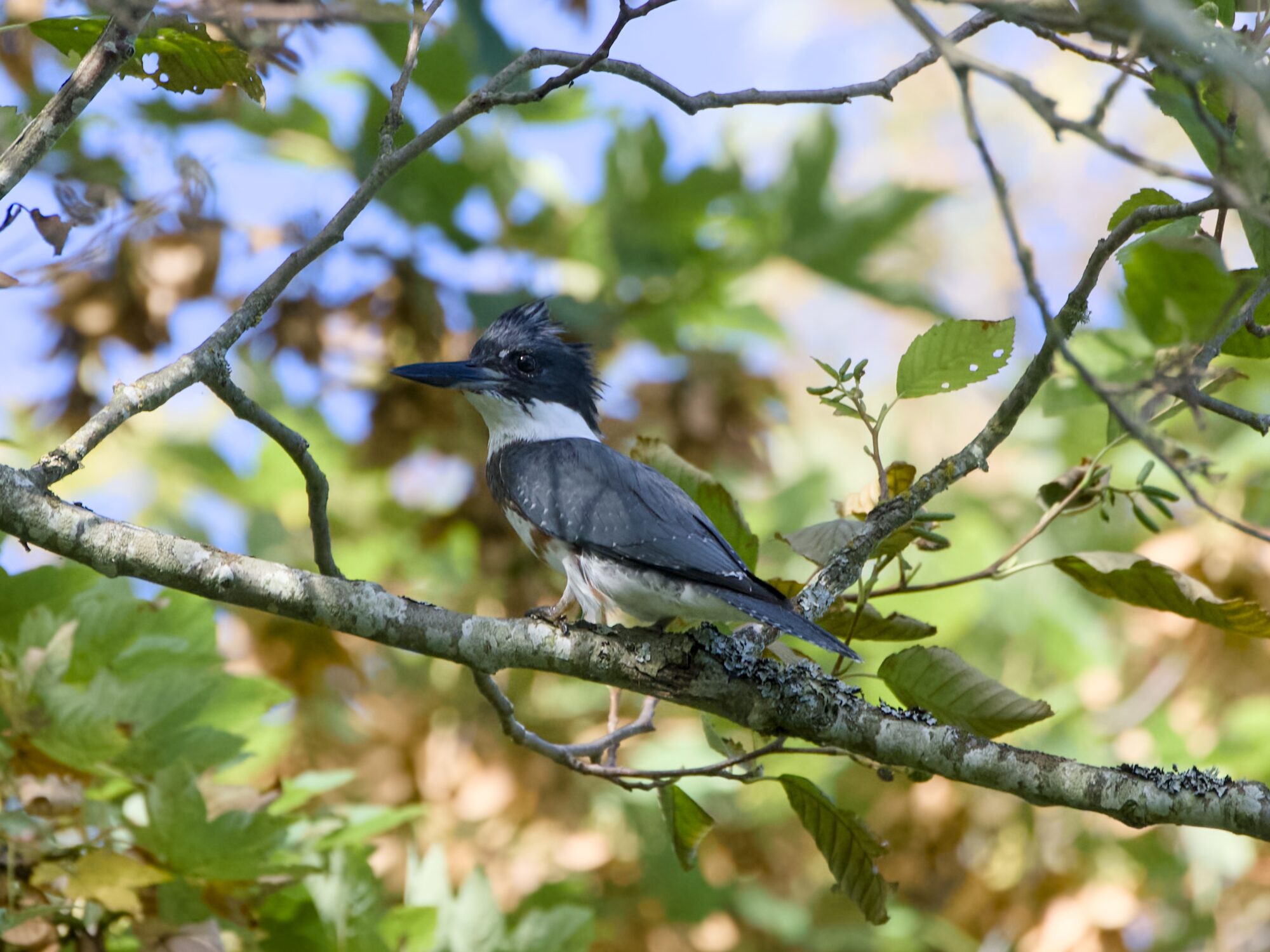 A Belted Kingfisher in a tree, partly in the shade