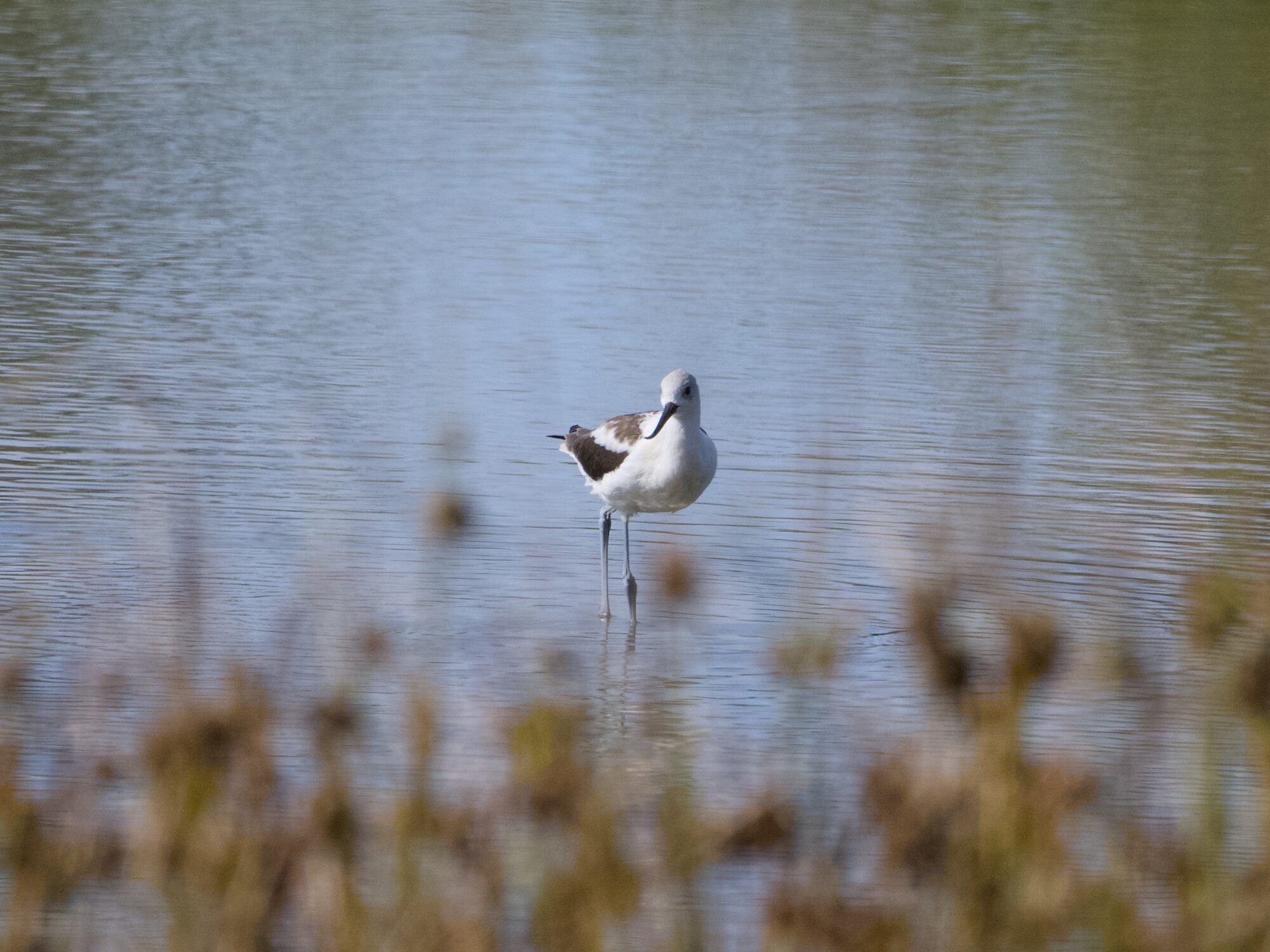 An American Avocet standing in shallow water, with some blurry brown reeds in the foreground
