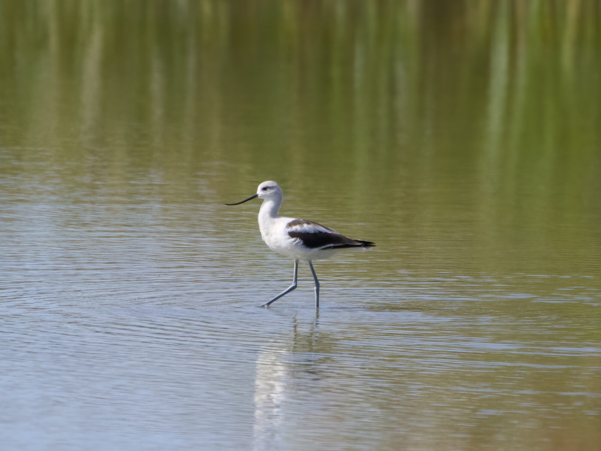 An American Avocet walking in shallow water