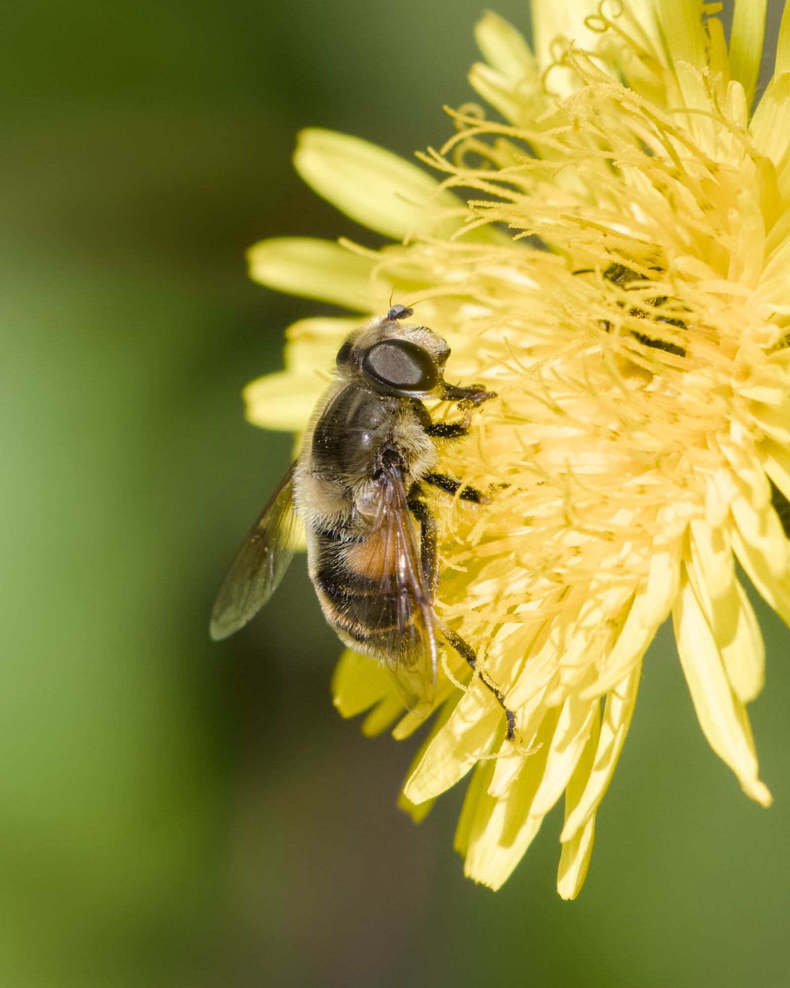 A hoverfly pollinating a dandelion