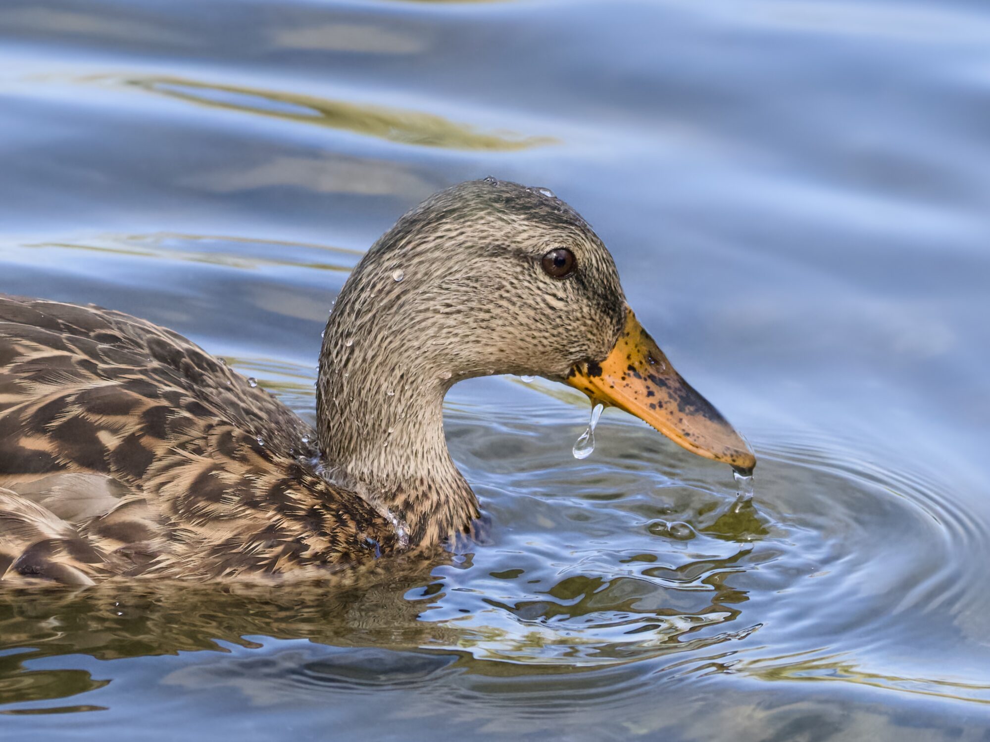 Closeup of a female Mallard just pulling her head from the water. Her head and neck are beaded, and drops are falling from her bill