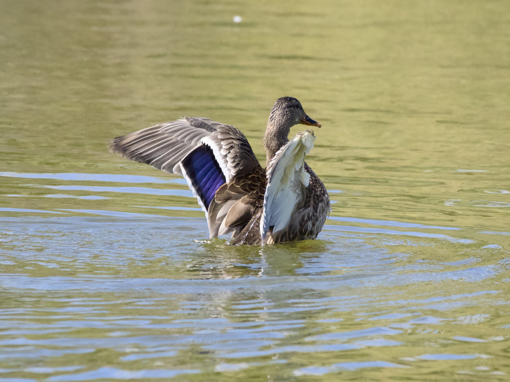 A Female Mallard is rearing up out of the water, vigorously flapping her wings