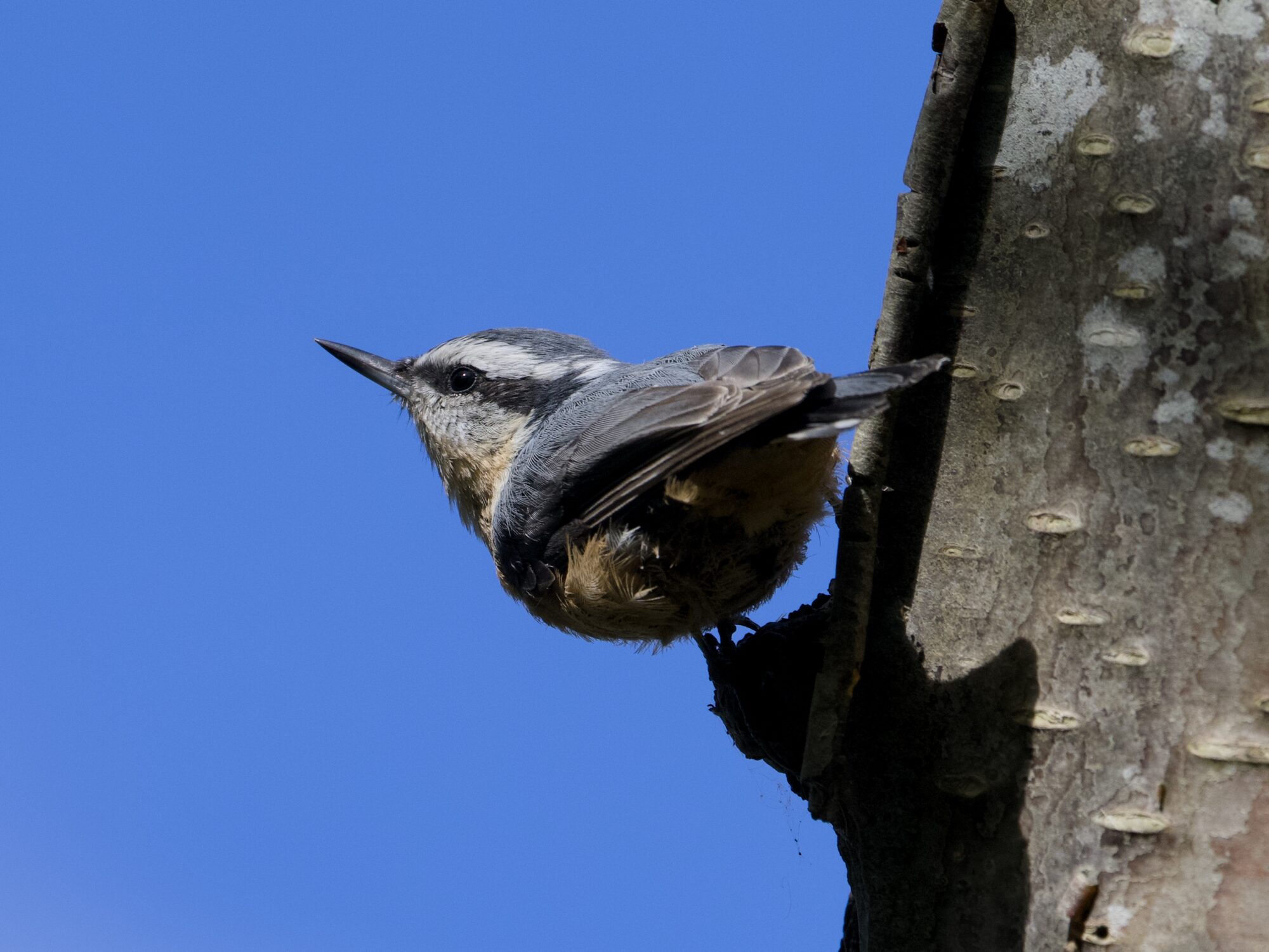 A Red-breasted Nuthatch on a tree, looking up and out. Background is solid blue sky