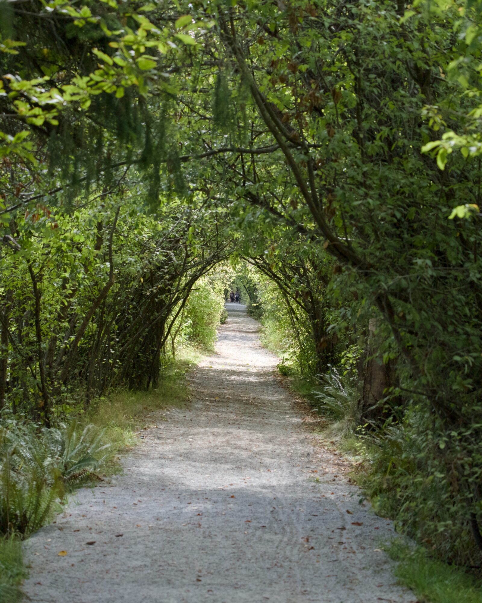 A trail lined with green trees. In the distance, some of the branches seem to meet to form an arch