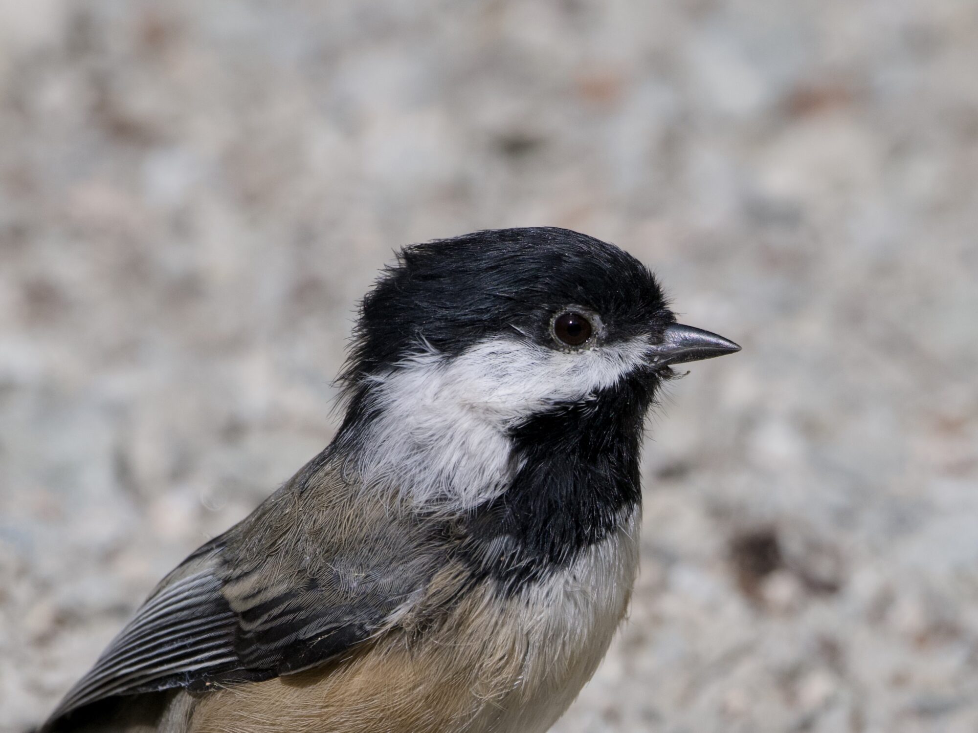 Closeup of a Black-capped Chickadee on the ground, against a gravelly trail. It is a bit disheveled, and its one visible eye is open wide