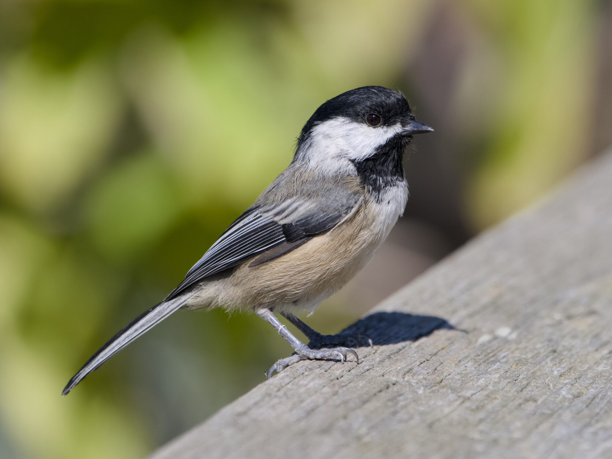 A Black-capped Chickadee on a wooden fence, standing alert