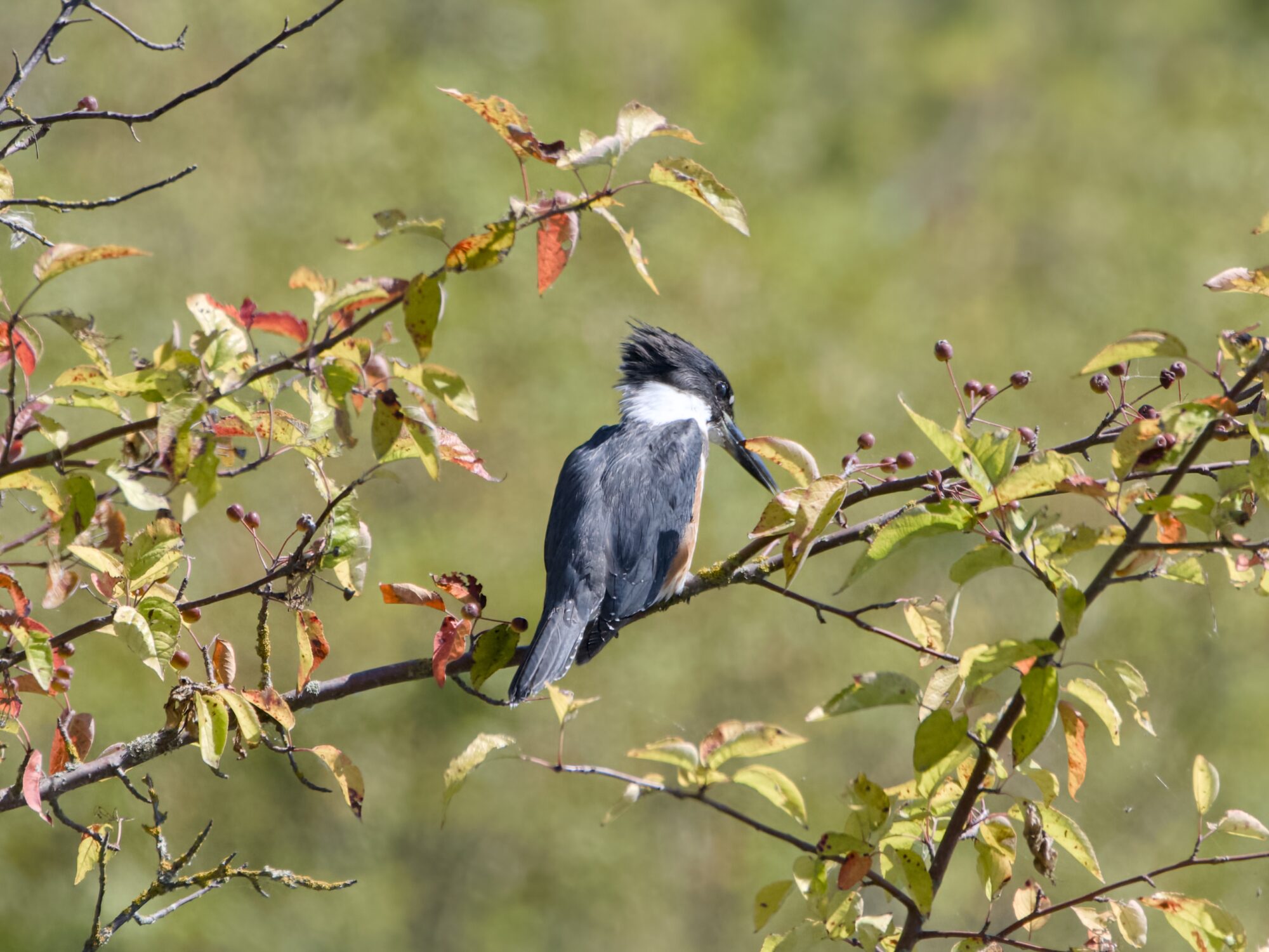 A Belted Kingfisher perched on a branch at about eye level, mostly turned away from us and facing down