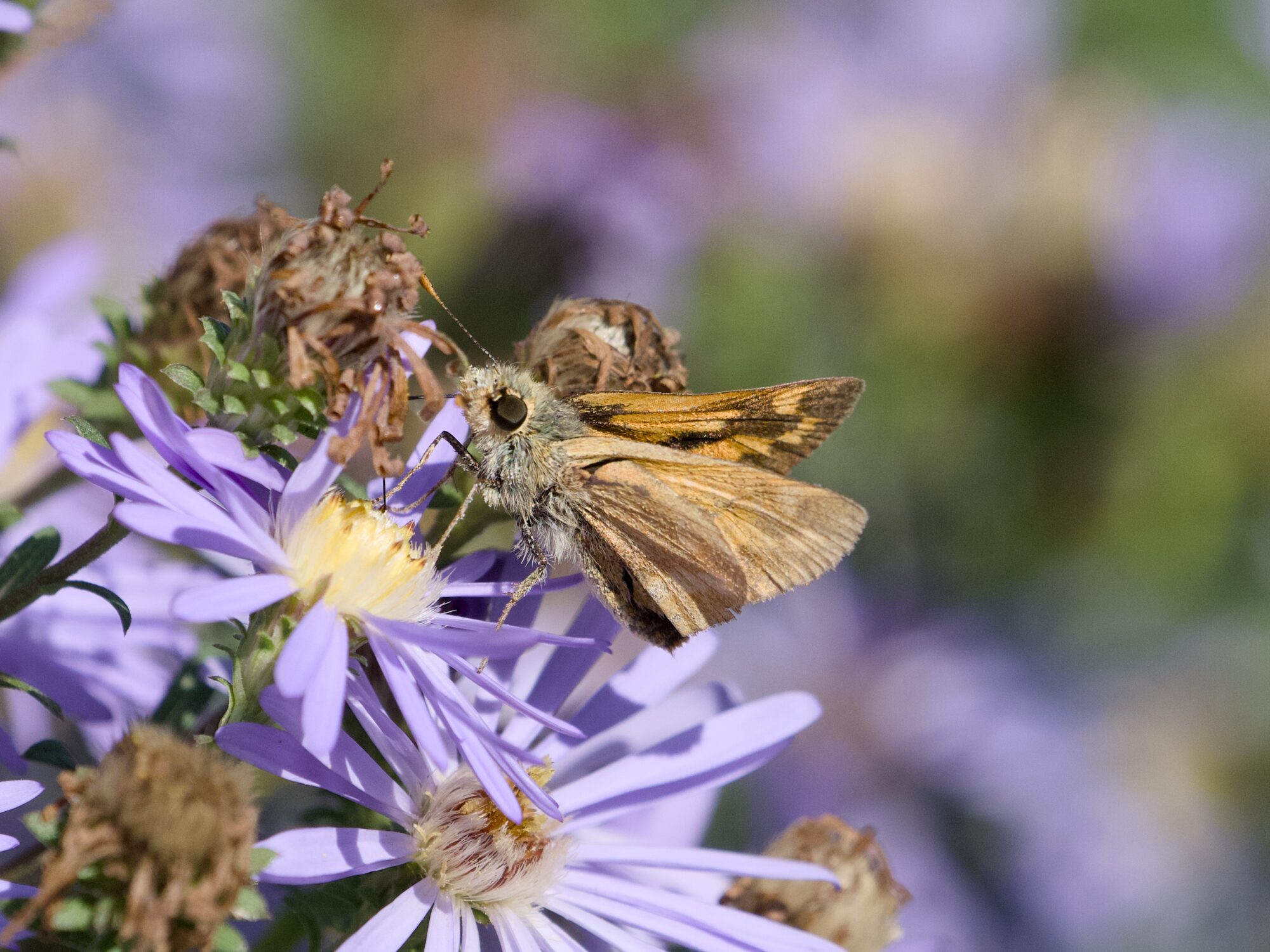 A Woodland Skipper butterfly on some mauve flowers