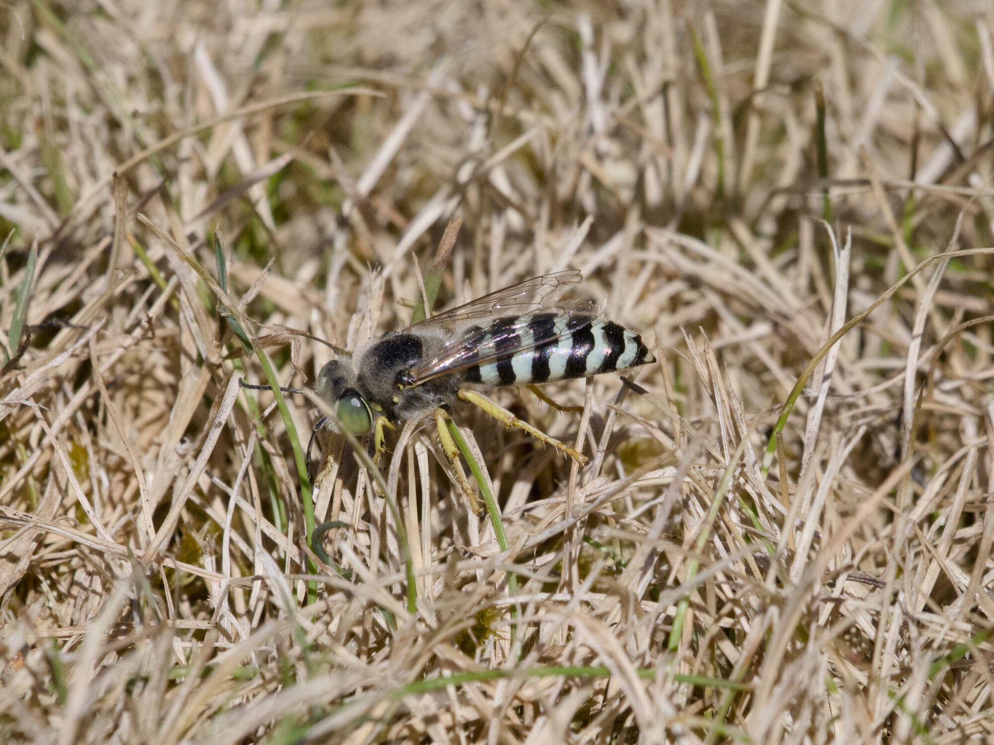 A Sand Wasp in yellowish grass