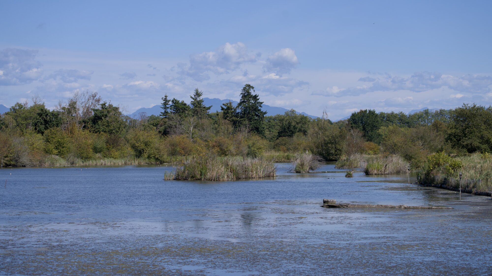 A pond, with a few small islands in the middle distance. The water is partly covered in algae and gunk, and there trees on the opposite shore. In the distance, a few bluish mountains are just visible. The sky is mostly blue, with a few fluffy clouds