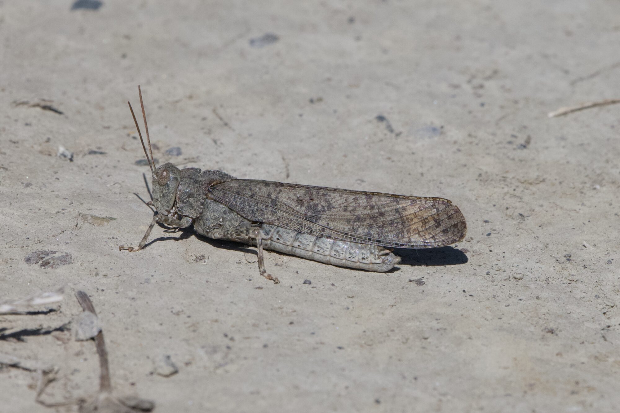 A grey grasshopper on sandy ground