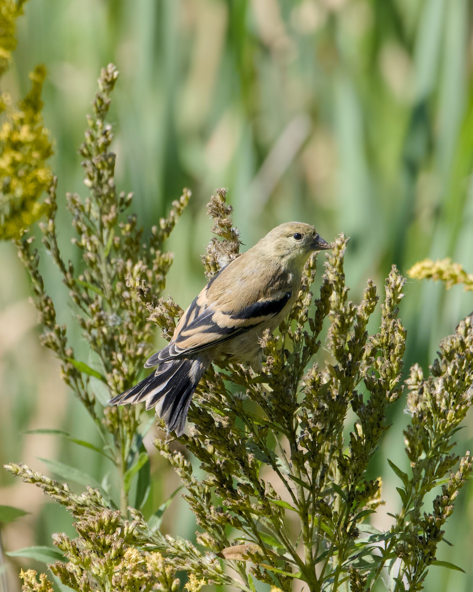 A female or immature American Goldfinch in a green bush