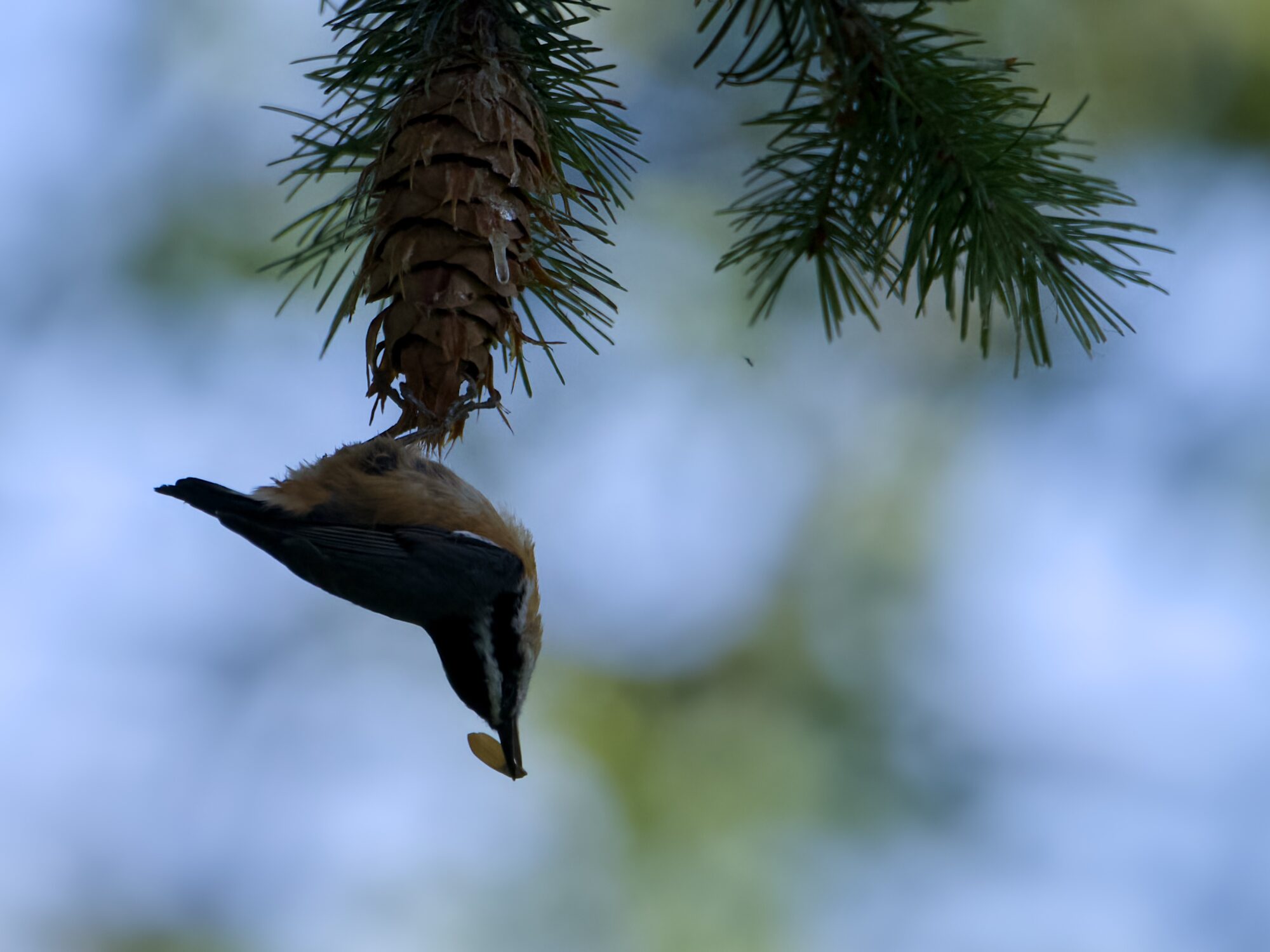 A Red-breasted Nuthatch hanging upside down from a pinecone, with a small seed in its beak