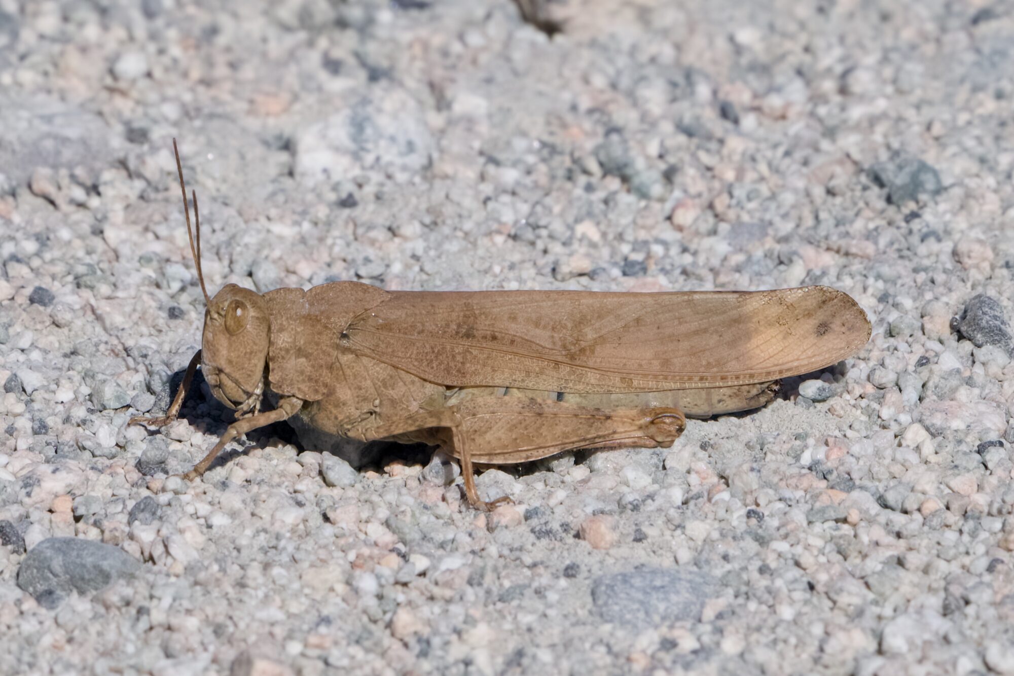 A brown Grasshopper on a gravelly trail