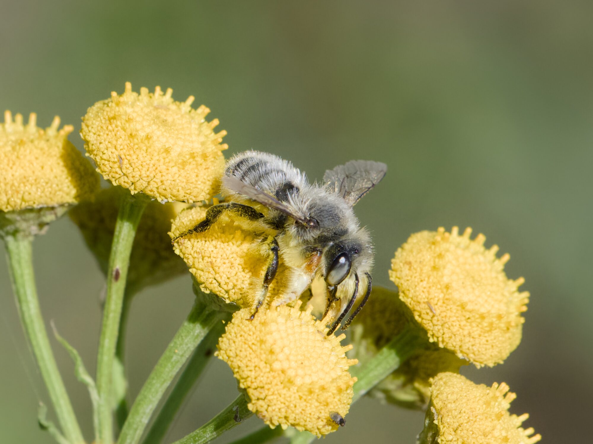 A fuzzy grey bee pollinating some tansy flowers