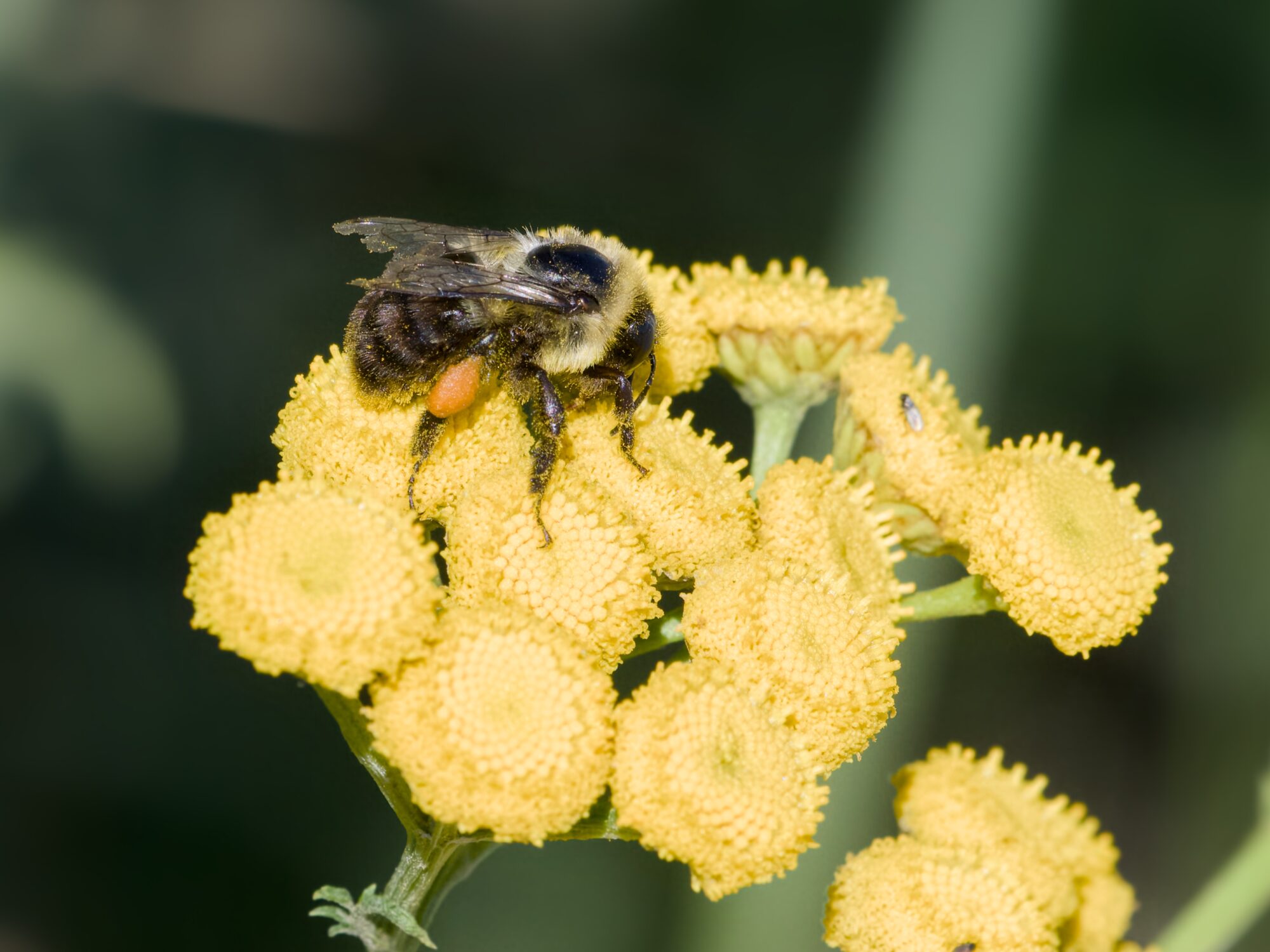 A bumblebee pollinating tansy flowers. One of its orange pollen sacs is clearly visible