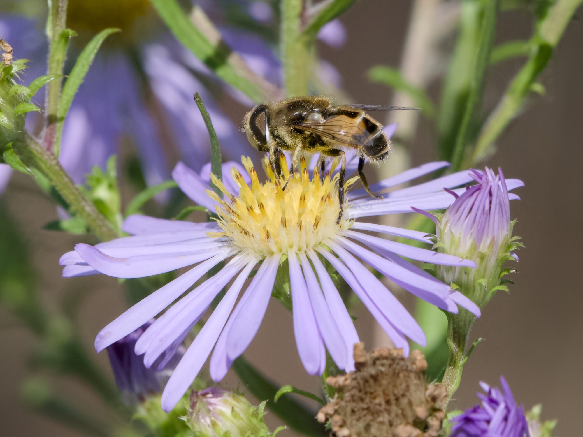 A hoverfly pollinating a violet flower